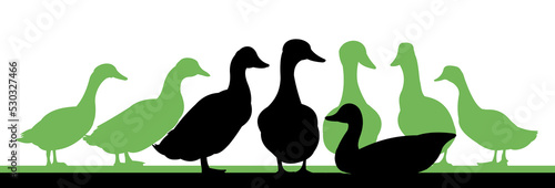 Ducks graze in pasture. Picture silhouette. Farm pets. Domestic poultry. Isolated on white background. Vector