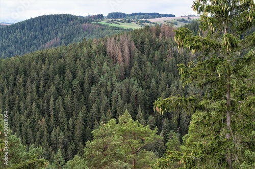 Schilderij op canvas Fichtenwald im Thüringer Wald - Die Nadelbäume hier sind überwiegend Fichten