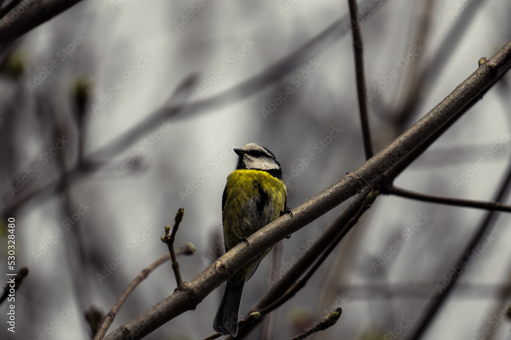 Naklejka premium Mystische Blaumeise