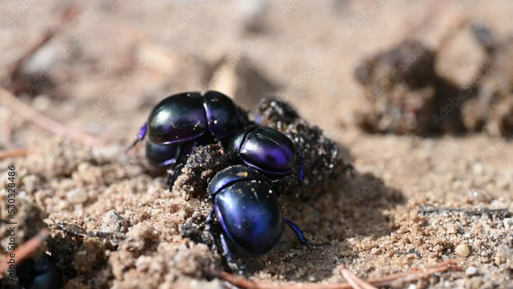 Pillendreher bei der Arbeit