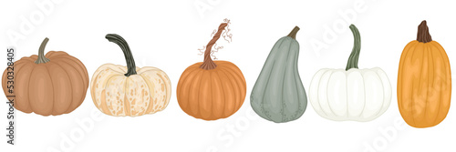 Detailed pumpkins, colorful vector pumpkins set.