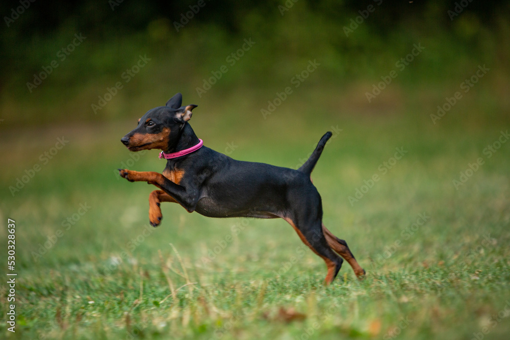 zwerg pinscher zwerg pinscher