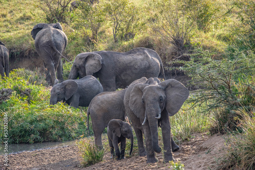 elephants in the wild © Jenn Grachow