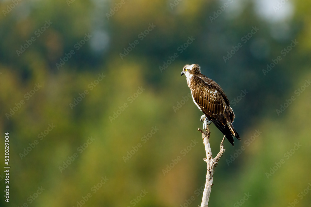 Fototapeta premium An Osprey on a branch