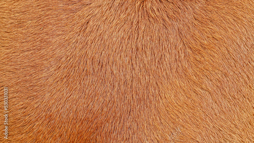 Detailed macro picture of cow skin. Texture of a brown Cow Coat background