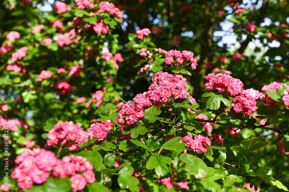 Crataegus laevigata 'Rosea Flore Pleno' Tree.A beautiful Hawthorn Tree Crimson Cloud Crataegus laevigata in full bloom in early spring with a mass of pink and white flowers. Selective blurred focus