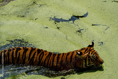 bengal tiger, Panthera tigris tigris nandando para refrescarse, beautiful large feline, mexico © rodrigo