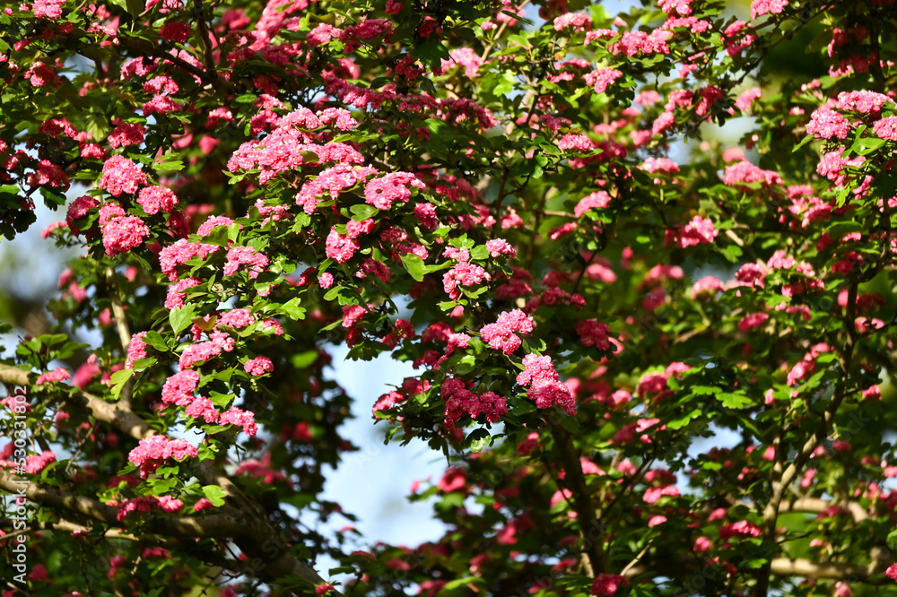 Obraz premium Abundant Pink Double Blossoms on a Crataegus Laevigata Hawthorn Tree in Full Spring Bloom with Soft Selective Focus