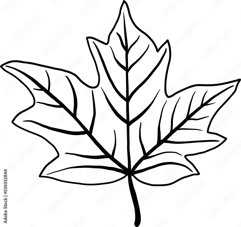 simplicity maple leaf freehand drawing flat design. simplicity maple leaf freehand drawing flat design.