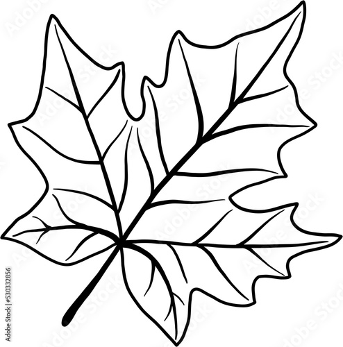 simplicity maple leaf freehand drawing flat design. 