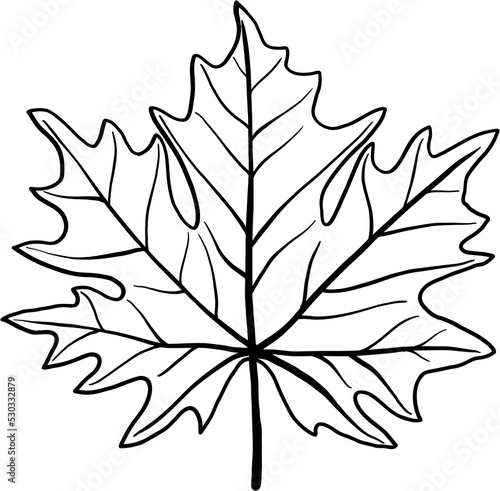 simplicity maple leaf freehand drawing flat design. 