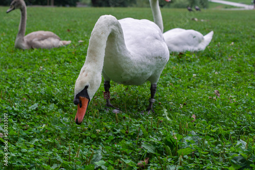 cygnet flock of swans nibbling weed on a lawn in the park 