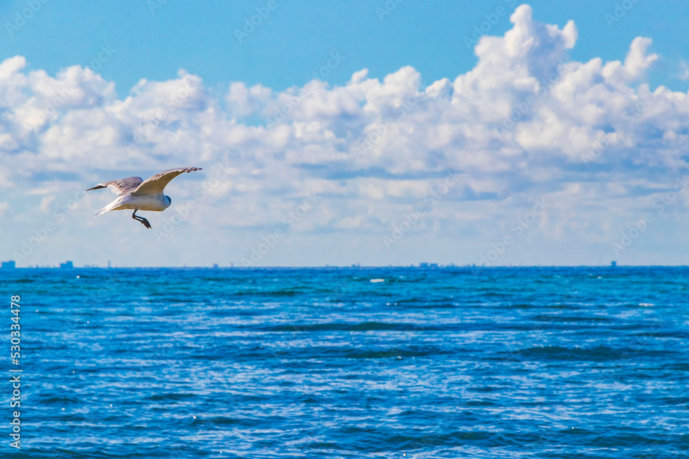Fototapeta premium Flying seagull bird with blue sky background clouds in Mexico.