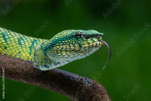 Bornean keeled green pit viper snake Tropidolaemus subannulatus with tongue pulled out 