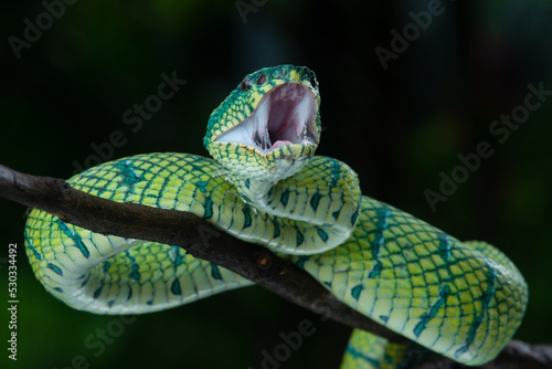 Bornean keeled green pit viper snake Tropidolaemus subannulatus with mouth wide open