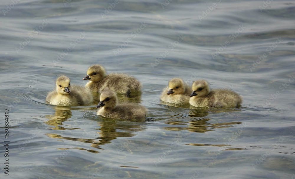 A brood of cute young goslings floating on the surface of a lake. A brood of cute young goslings floating on the surface of a lake.