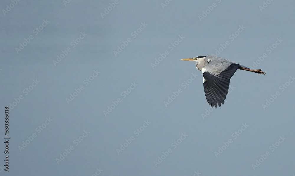 A majestic grey heron fling across a blue sky. A majestic grey heron fling across a blue sky.
