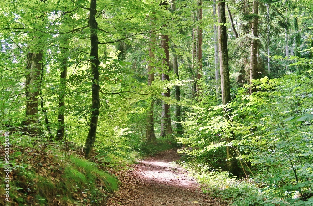 Obraz premium Waldspaziergang