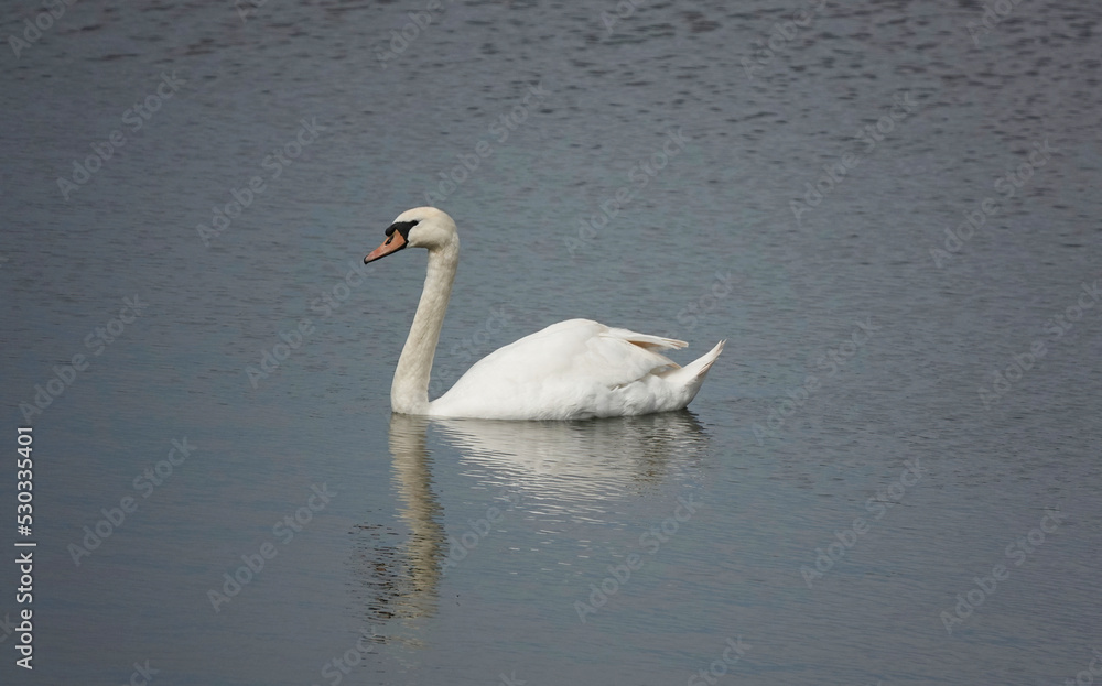 A beautiful reflection shot of a mute swan on a lake.