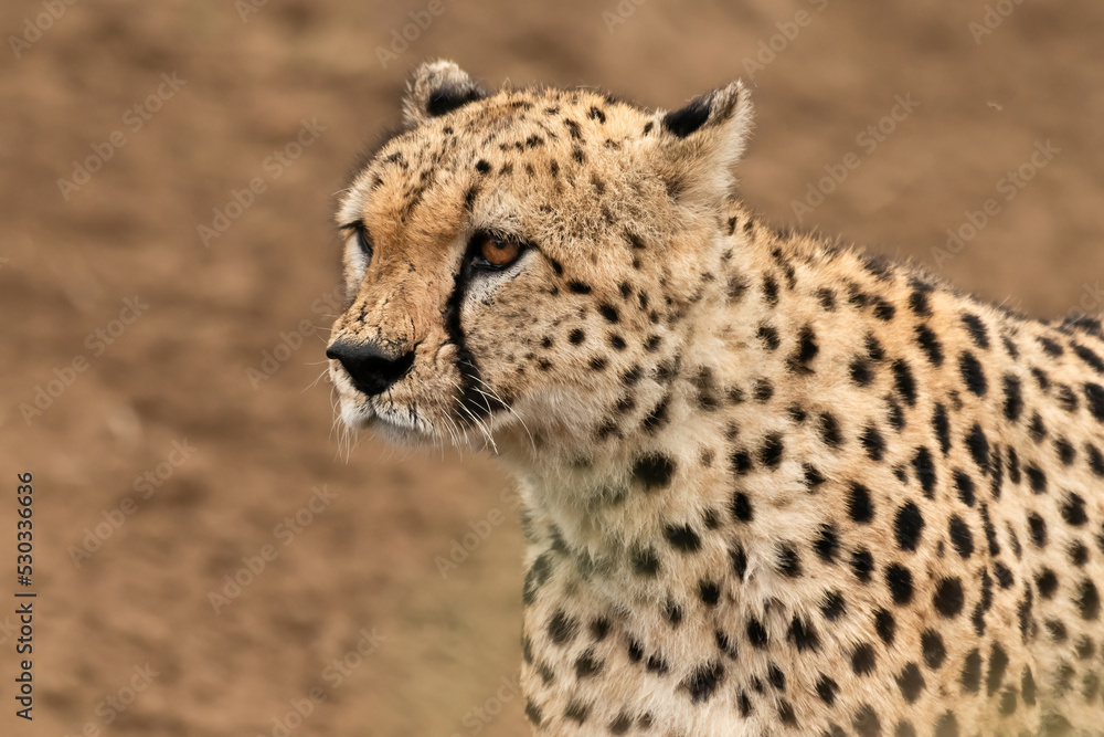 Acinonyx jubatus (Schreber, 1775) - Gepard - Cheetah Acinonyx jubatus (Schreber, 1775) - Gepard - Cheetah