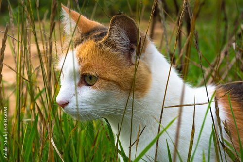 Cat in the grass