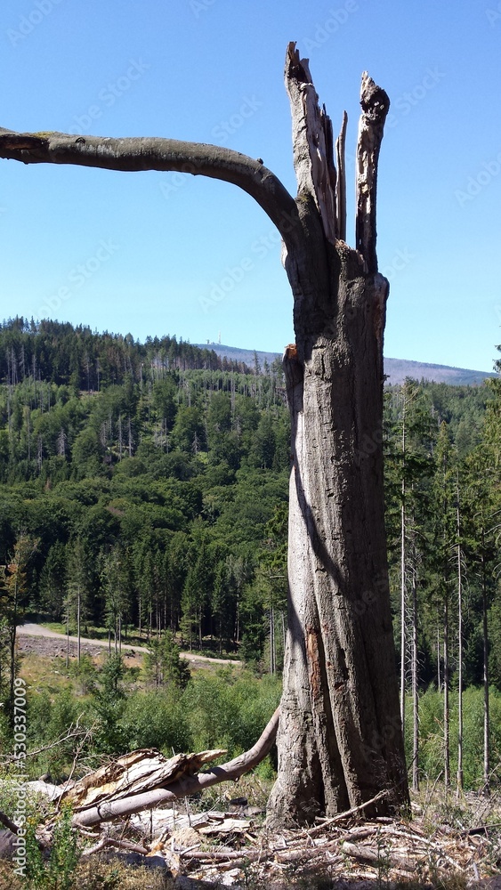 Abgestorbener Baum, hinten der Harzer Brocken