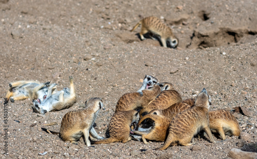 Obraz premium family of meerkats