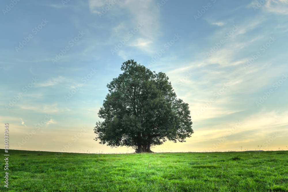un arbre seul dans un champ au coucher de soleil un arbre seul dans un champ au coucher de soleil