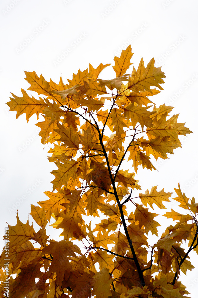 Red oak leaves against the sky in September. Autumn outfit of plants Red oak leaves against the sky in September. Autumn outfit of plants