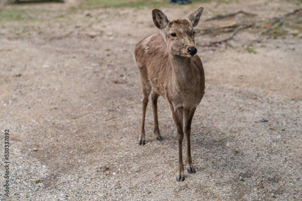 closeup portrait of a wild cute deer standing in the park at todaiji Buddhist temple in nara japan on a sunny day closeup portrait of a wild cute deer standing in the park at todaiji Buddhist temple in nara japan on a sunny day