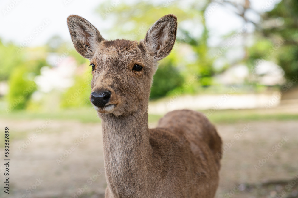 closeup shot of cute sika deer looking into space in the park at todaiji Buddhist temple in nara japan with blurred background closeup shot of cute sika deer looking into space in the park at todaiji Buddhist temple in nara japan with blurred background