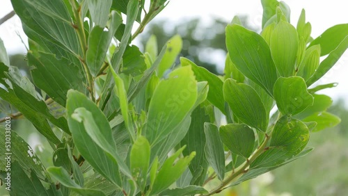 Acacia mangium features a straight trunk. beautiful patterned wood photo