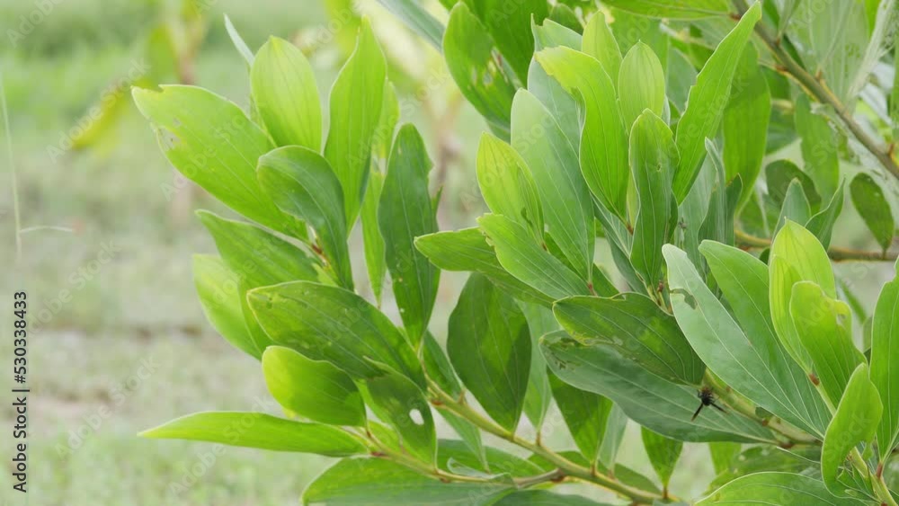 Acacia mangium features a straight trunk. beautiful patterned wood Acacia mangium features a straight trunk. beautiful patterned wood