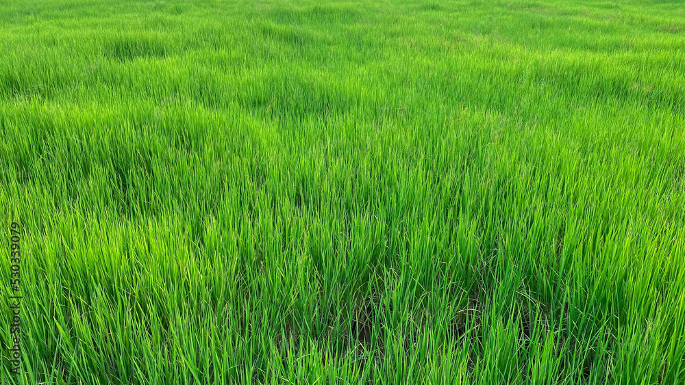 Green rice fields in Thailand in the evening Green rice fields in Thailand in the evening
