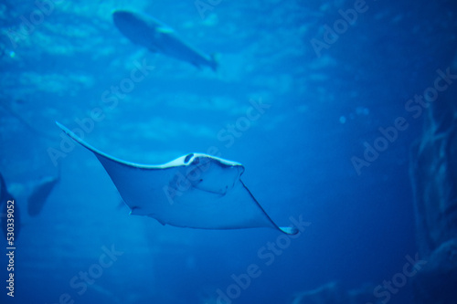 Stingray swim in deep blue water