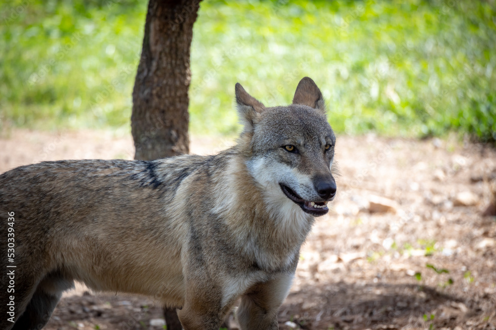 loup d'europe ou loup gris dans une forêt loup d'europe ou loup gris dans une forêt