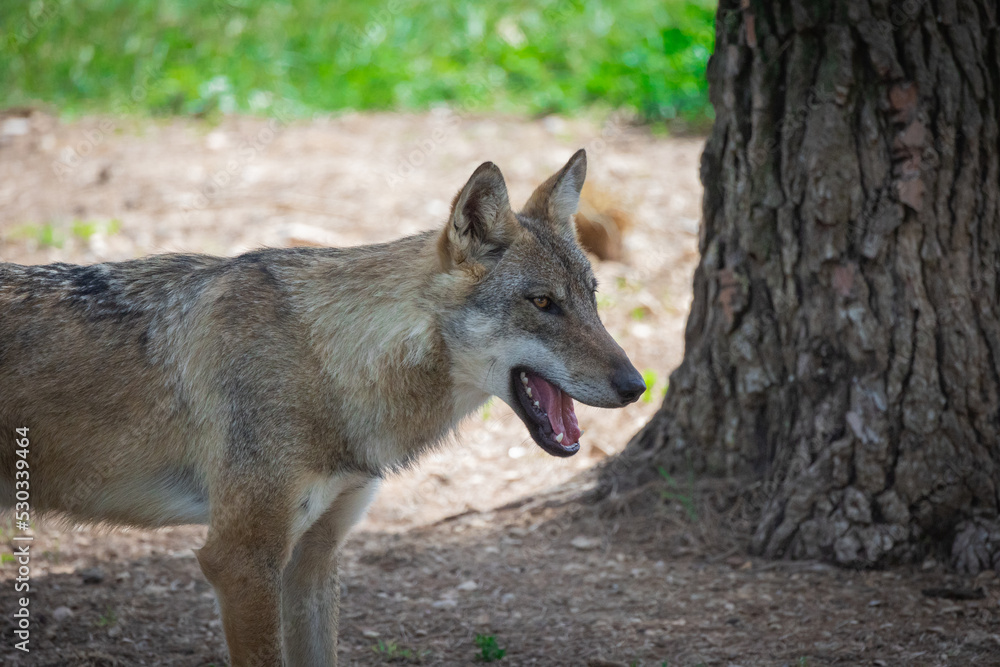 Fototapeta premium loup d'europe ou loup gris dans une forêt