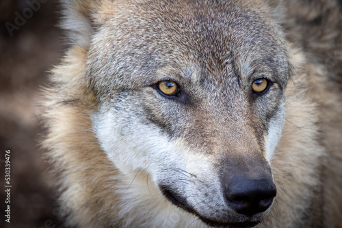 portrait d'un loup d'europe en gros plan © ALF photo