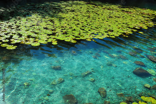 Dzibilchaltun, Mexico, :Cenote Xlacah situated in Dzibilchaltun zona archeologica area in Mexico