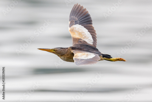 Little bittern in flight photo