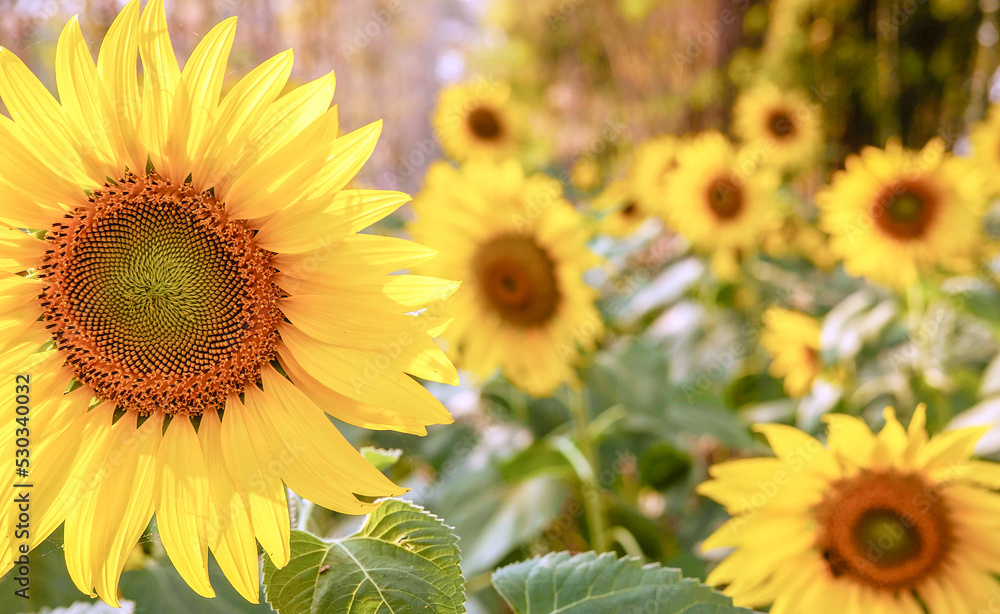 The sunflower fields bloom beautifully against the golden light in the morning.Blooming sunflowers in a field in summer