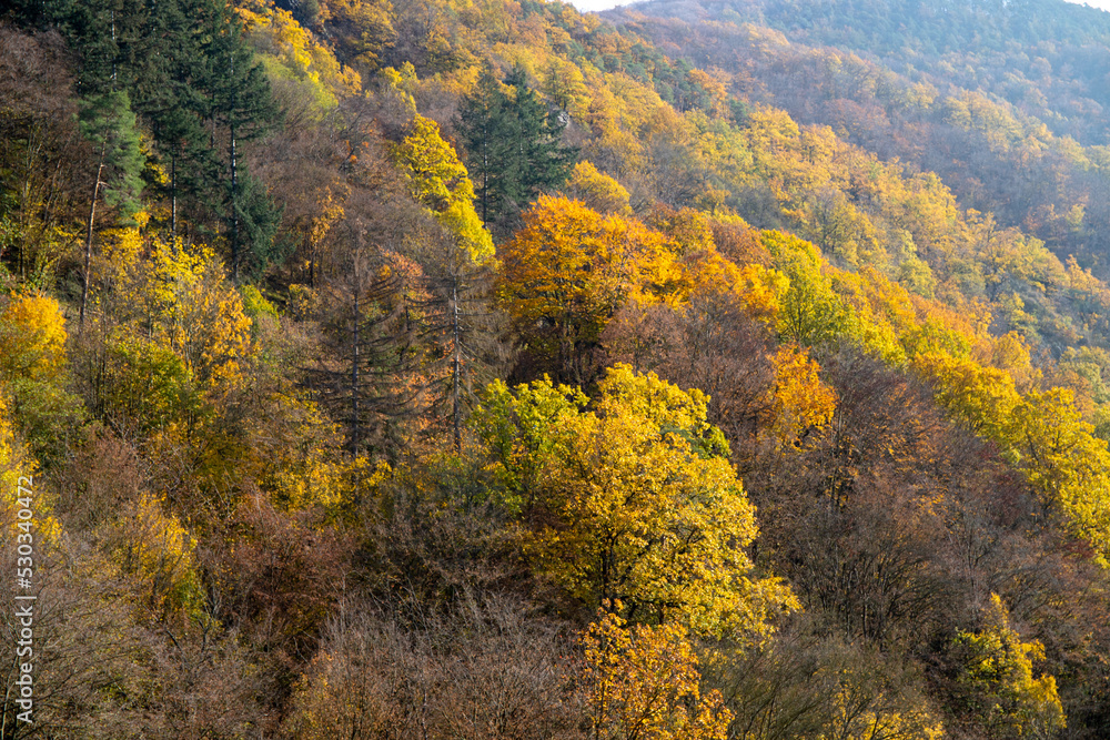 Panoramic view of a forest on the slope in autumn with colorful leaves