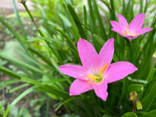 pink flowers in the garden