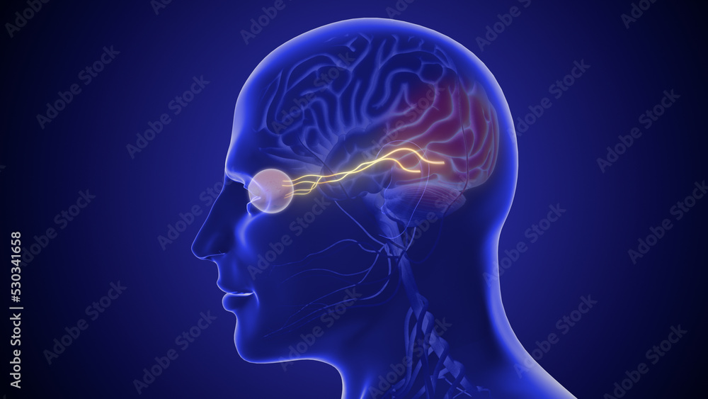 The optic nerve and its visual link to the brain 3D illustration The optic nerve and its visual link to the brain 3D illustration