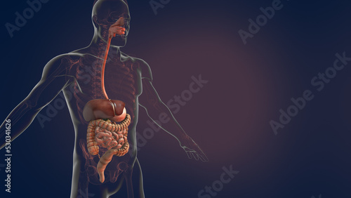 Anatomy of human digestive system 3D illustration photo