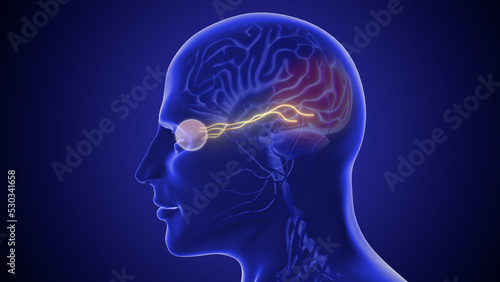 The optic nerve and its visual link to the brain 3D illustration