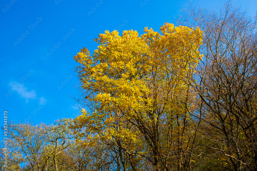 Autumn tree with yellow and green leaves