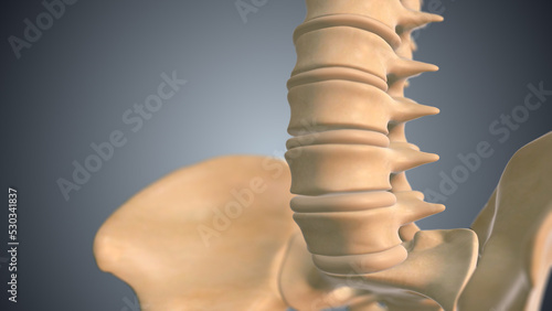 Human spine with pelvis medical 3D illustration 