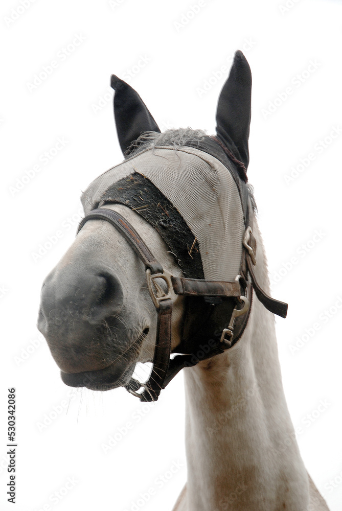 Fototapeta premium Horse head close up up view blindfold