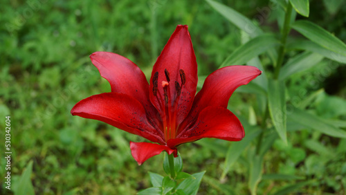 red lily